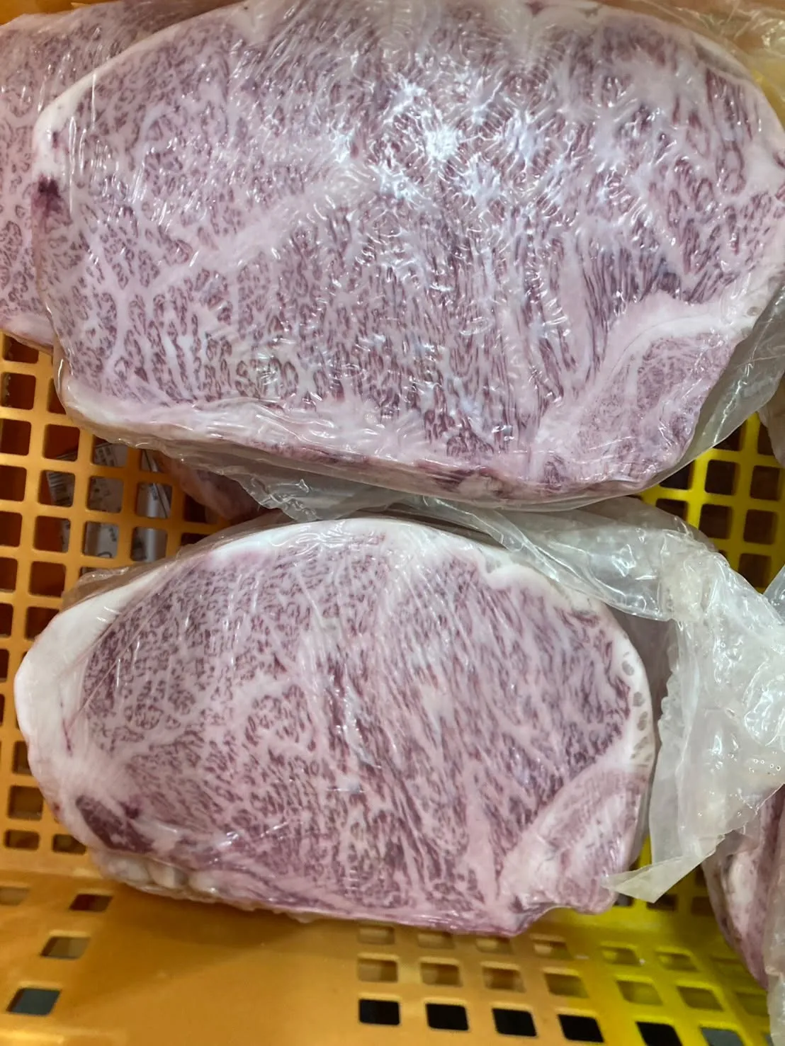 またもやとても綺麗な牛が入ってきました！